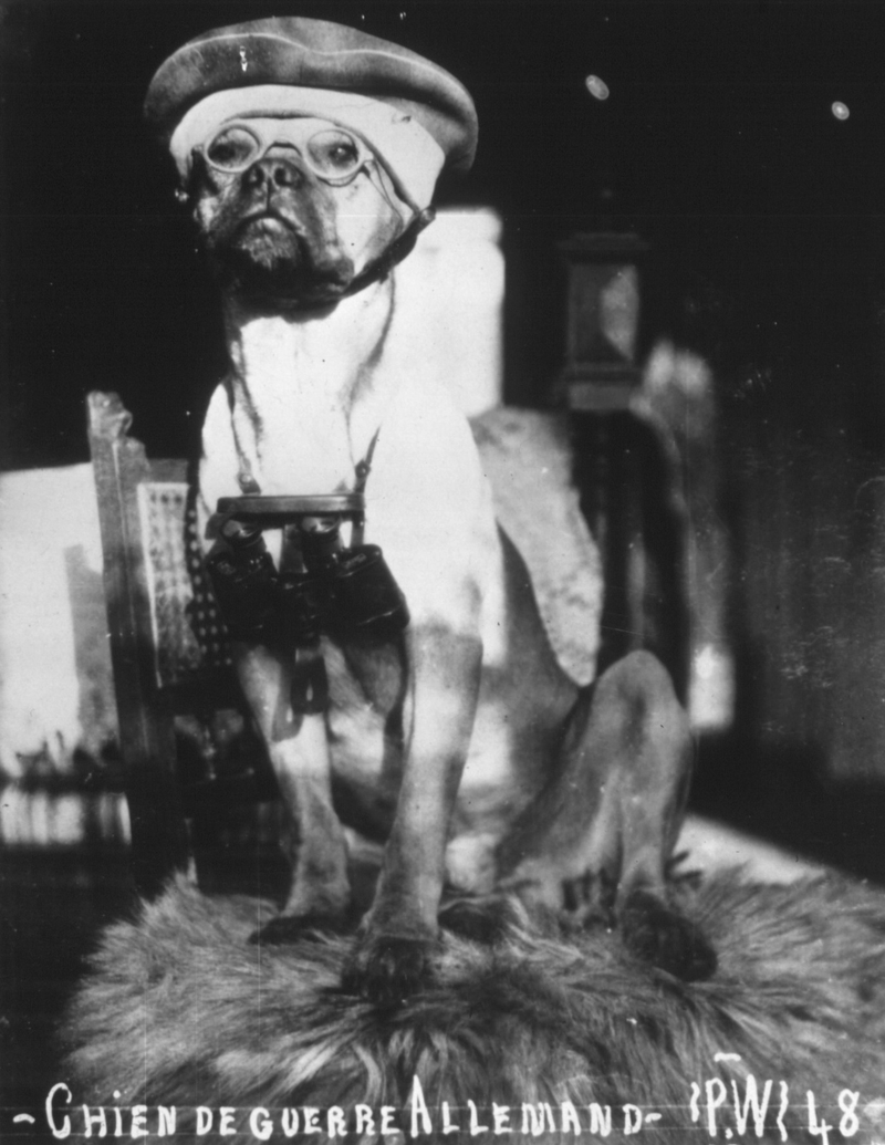 Illustration for article titled Even In The 1900s, Humans Were Obsessed With Photos Of Dogs In Clothes